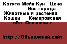 Котята Мейн Кун › Цена ­ 15 000 - Все города Животные и растения » Кошки   . Кемеровская обл.,Осинники г.